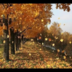 Leaf Fall - Eddie Nize